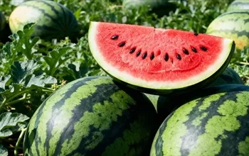 Karpuz çekirdeği faydaları: Beslenme değeri ve sağlığa etkileri