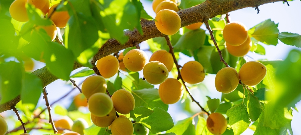 Kayısı kabızlığı giderir mi? Kabızlık için kaç kayısı yenmeli?