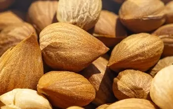 Kayısı çekirdeği zararlı mı? Kayısı çekirdeğinin faydaları nelerdir? 
