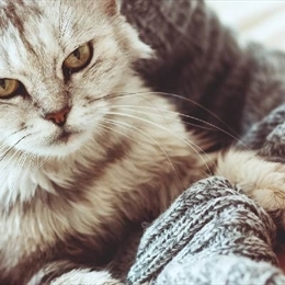 Kedi Alerjisi Nedir? Kedi Alerjisinin Belirtileri ve Tedavi Süreci