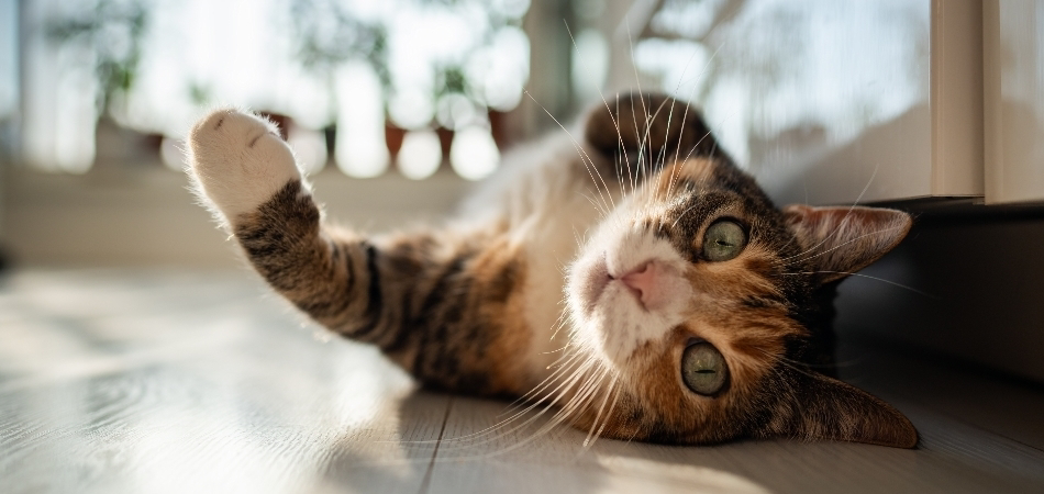 Kedi alerjisi belirtileri nelerdir? Kedi alerjisi için tedavi var mı?