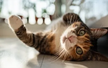 Kedi alerjisi belirtileri nelerdir? Kedi alerjisi için tedavi var mı?