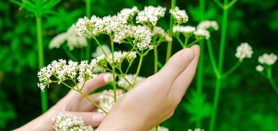 Kedi otu nedir? Kedi otu ne işe yarar?