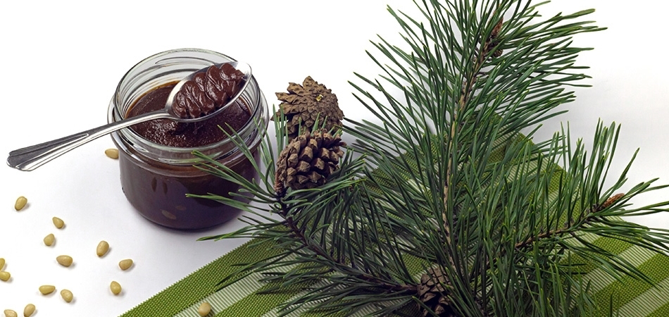 Kozalak macunu nedir? Kozalak macunu faydaları nelerdir?