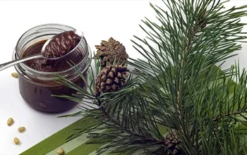 Kozalak macunu nedir? Kozalak macunu faydaları nelerdir?