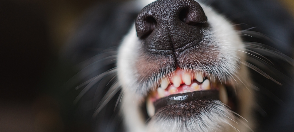 Kuduz nasıl bulaşır? Kuduzun belirtileri neler?