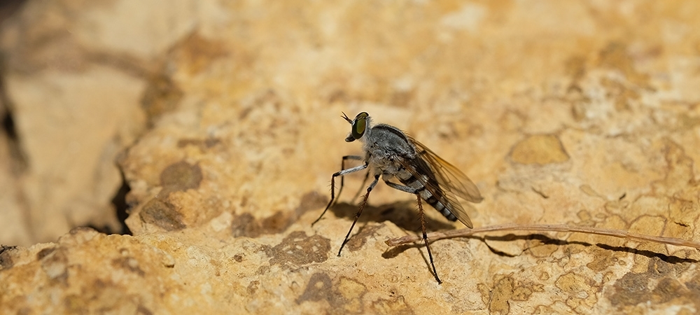 Kum sineği nedir? Kum sineği nasıl bulaşır?