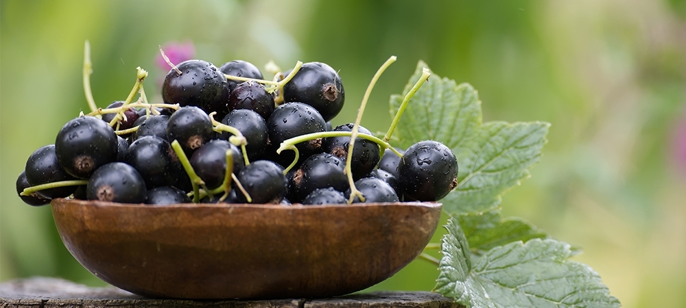 Kuş üzümünün faydaları neler? Kuş üzümü neye iyi gelir?