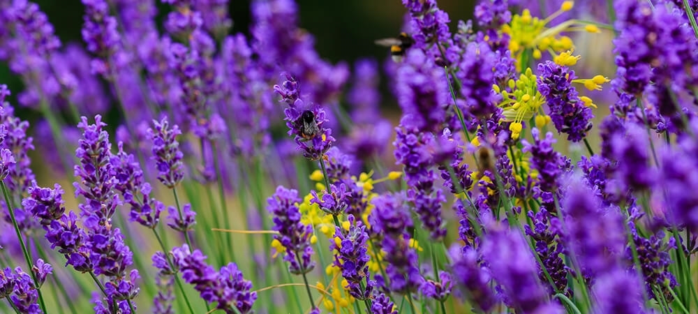 Lavanta nedir? Lavantanın faydaları neler?