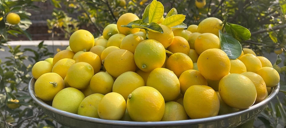 Limon neye iyi gelir? Limon hangi rahatsızlıklarda kullanılabilir?