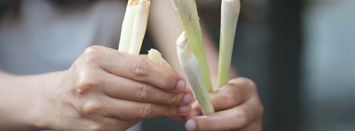 Limon Otu Nedir? Limon Otu Faydaları Nelerdir? Ne İşe Yarar?