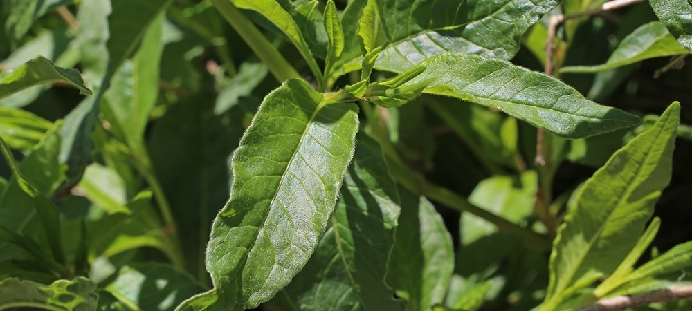 Madımak otu neye iyi gelir? Madımağın faydaları nelerdir?