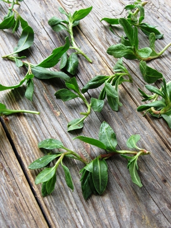 Madımak Kalp Hastalıklarına Karşı Koruma Sağlıyor