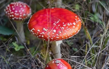 Mantar zehirlenmesi nasıl anlaşılır?