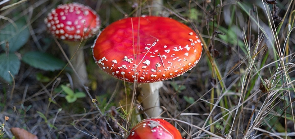 Mantar zehirlenmesi nasıl anlaşılır?