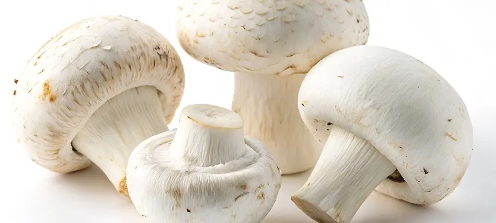Mantarın faydaları nelerdir? Mantarın vitamin değeri nedir? Mantarın faydaları nelerdir? Mantarın vitamin değeri nedir?