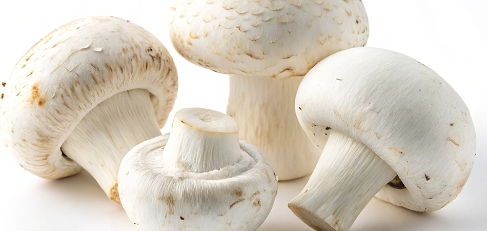 Mantarın faydaları nelerdir? Mantarın vitamin değeri nedir?