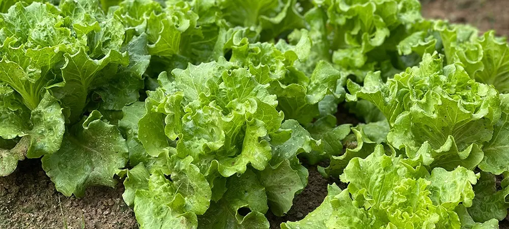 Marulun faydaları neler? Marul ödem attırır mı? Marulun faydaları neler? Marul ödem attırır mı?