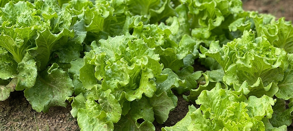 Marulun faydaları neler? Marul ödem attırır mı?