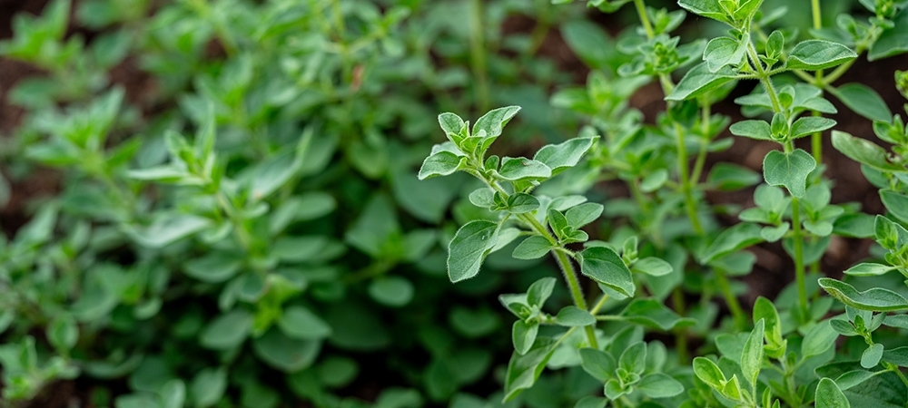 Mercanköşk nedir? Mercan köşkün faydaları neler?