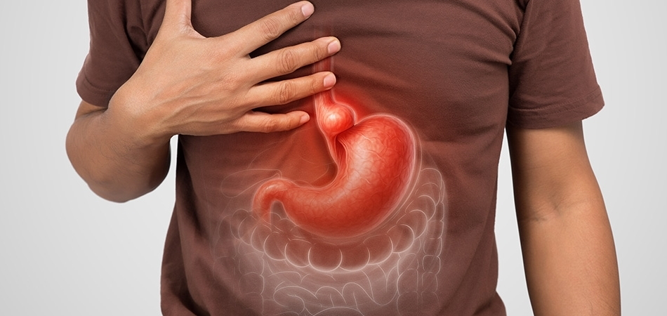 Mide neden kendini eritmez?