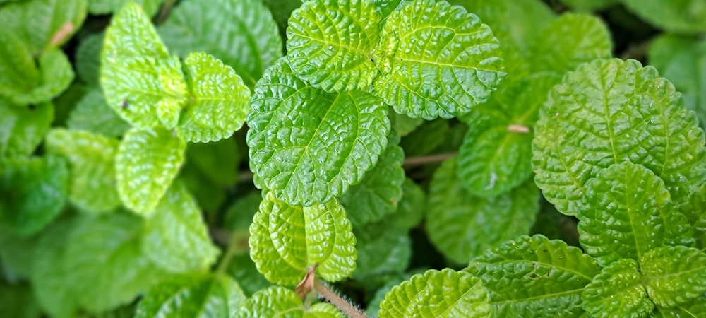Nanenin faydaları nelerdir? Nane hangi hastalıklara iyi gelir?