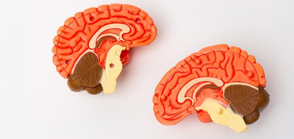 Oksipital lob nedir? Oksipital lobun görevleri neler?