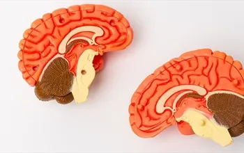 Oksipital lob nedir? Oksipital lobun görevleri neler?