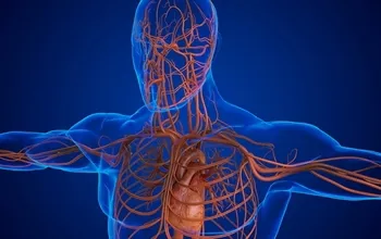 Parasempatik sistem nedir, nasıl çalışır?