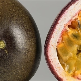 Passiflora Nedir?