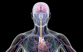 Perifer nedir? Periferik sinir sistemi ne anlama gelir?