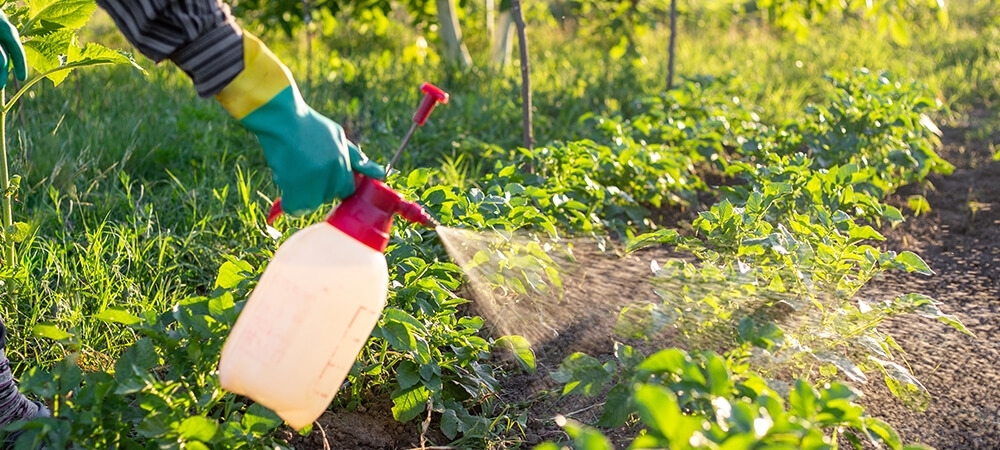 Pestisit nedir? Pestisit nasıl temizlenir?