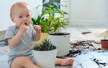 Pika sendromu: Nedenleri, belirtileri ve tedavi yaklaşımları