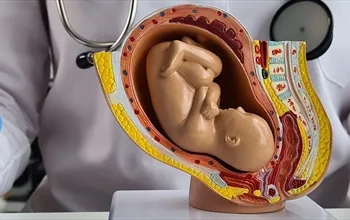 Plasenta ne demek? Plasenta ne zaman oluşur?