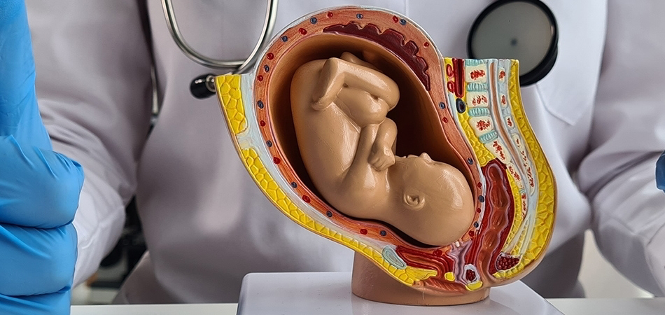 Plasenta ne demek? Plasenta ne zaman oluşur?