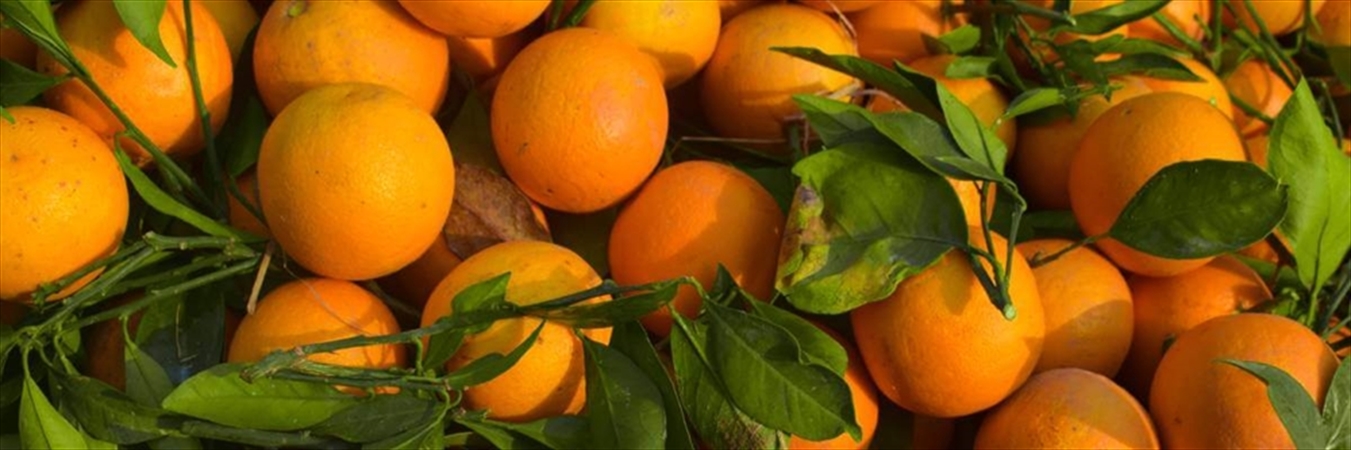 Portakalın Faydaları Nelerdir?