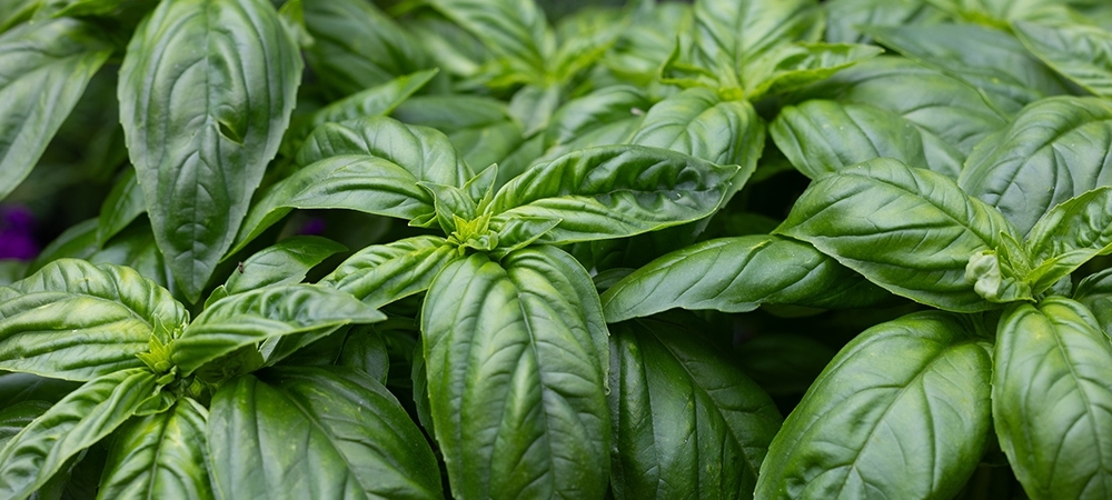 Reyhanın faydaları neler? Reyhan bitkisi neye iyi gelir?