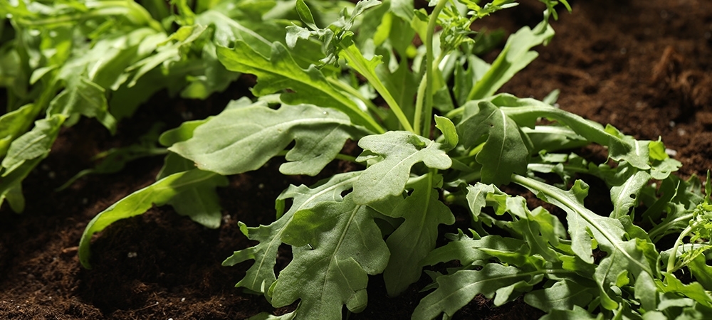 Rokanın cilde faydaları nelerdir? Roka cilde iyi gelir mi?