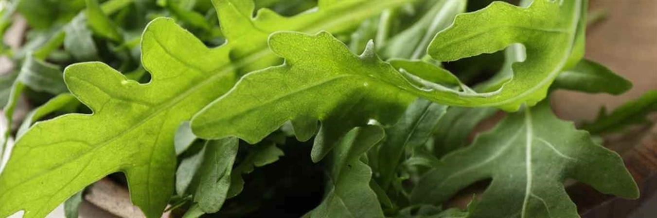 Rokanın faydaları nelerdir? Rokayı kimler yememeli?