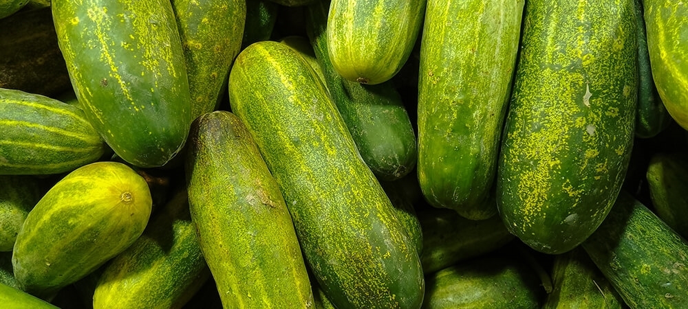 Salatalık neye faydalı? Günde kaç salatalık yemeli?