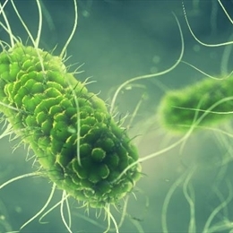 Salmonella Hastalığı Nedir? Belirtileri & Tedavi Süreci