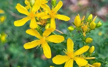 Sarı kantaron faydaları: Bilimsel kanıtlar ve ciddi ilaç etkileşimleri