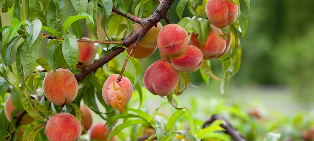 Şeftalinin ne gibi faydaları var? Şeftalinin yan etkileri var mı?