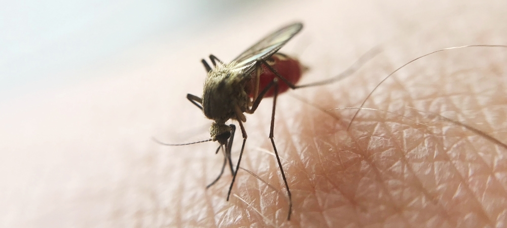 Sivrisinek ısırığına ne iyi gelir? Zehirli sivrisinek ısırığı belirtileri nelerdir?