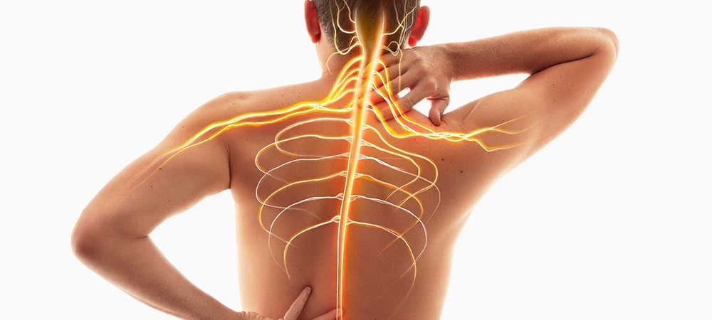 Sinir sisteminin organları nelerdir? Sinir sistemi nasıl çalışır?