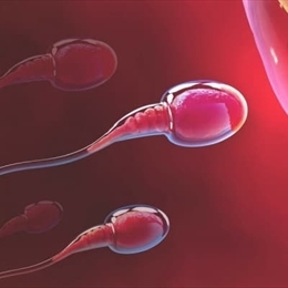 Spermatogenez