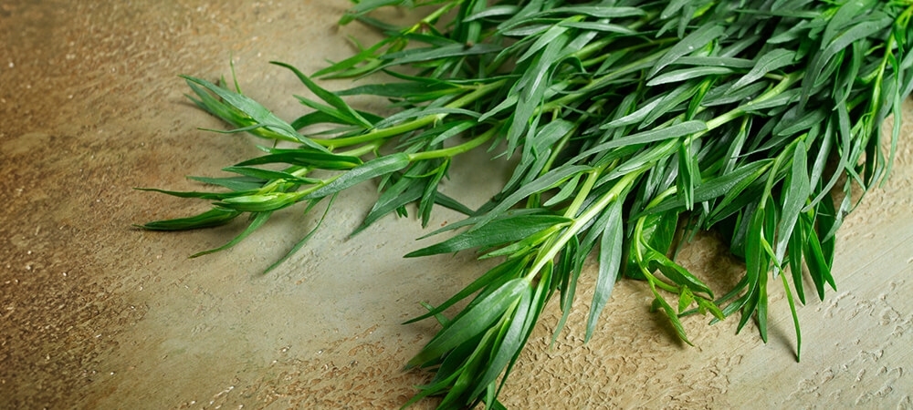 Tarhun ne işe yarar? Tarhun otunun faydaları nelerdir?