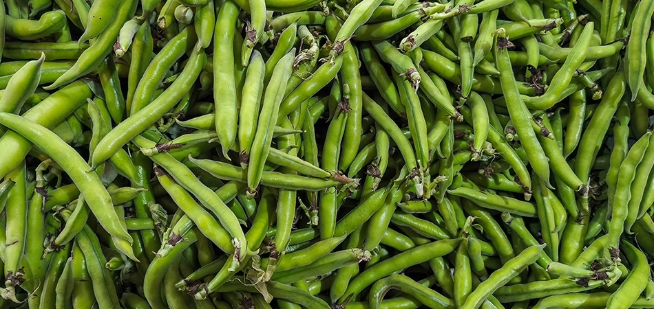 Taze fasulyenin faydaları nelerdir? Yeşil fasulyede hangi vitaminler var?