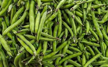 Taze fasulyenin faydaları nelerdir? Yeşil fasulyede hangi vitaminler var?
