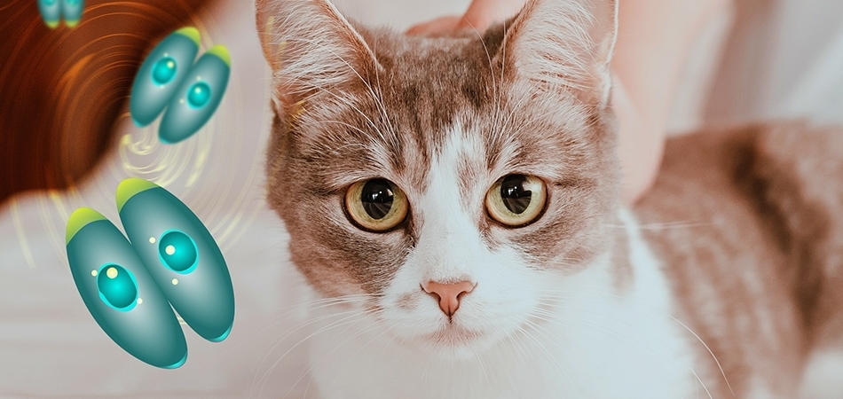Toksoplazmoz nedir? Toksoplazmoz belirtileri neler?